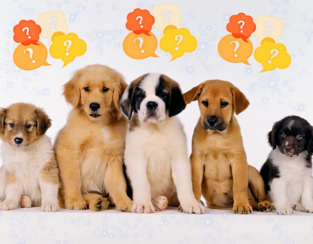 🍉 Qual Cachorro Você Seria? 🍉