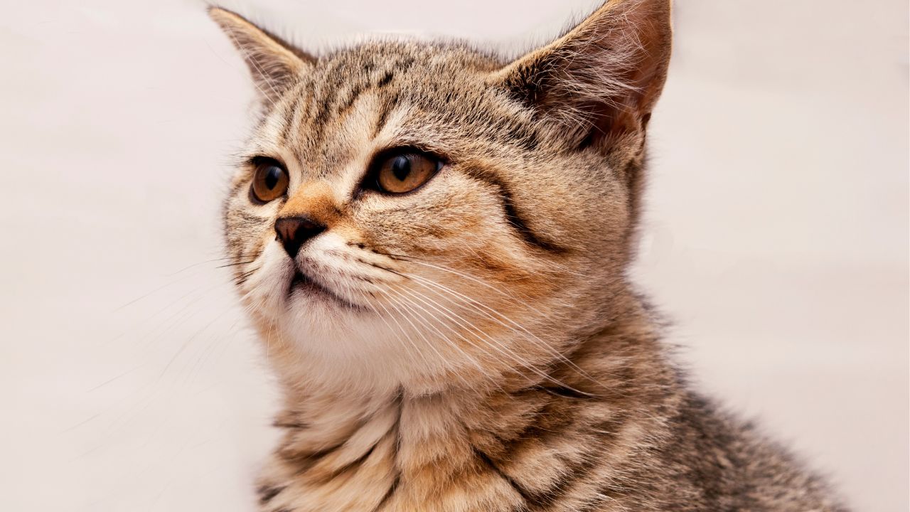 ꓖⲅⲓⲙⲟ́ⲅⲓⲟ Ⲇⲃⲉⲅⲧⲟ on Instagram: “A Energia dos Gatos Os gatos possuem uma  conexão com o mundo mágico, invisível. Assim co…