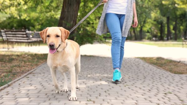 Caminhar com seu cão pode ser um ótimo início para incorporar esse hábito no dia a dia