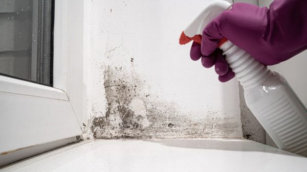 Veja dicas simples de como se livrar do mofo nas paredes