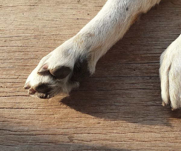 Tome cuidado para que seu cachorro não queime a pata no chão no verão