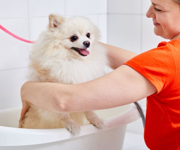 Banho e tosa são importantes para os pets no verão