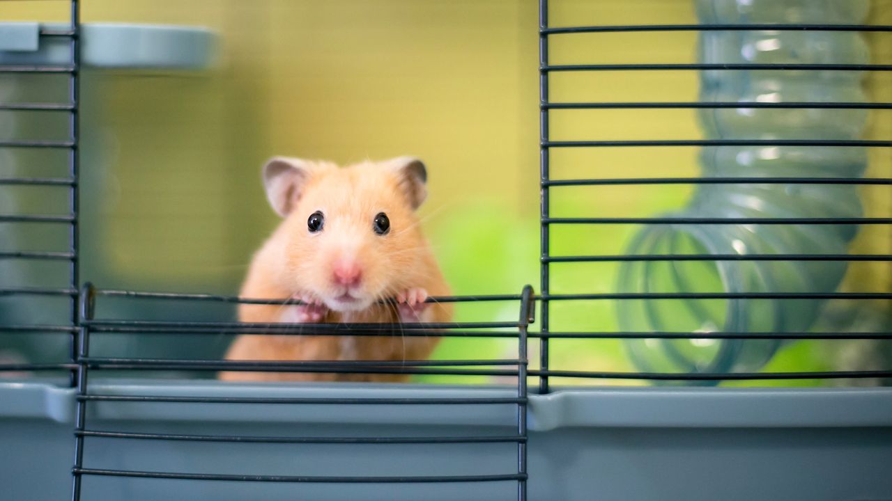 Apesar de serem pequenos, os hamsters demandam bastante cuidado