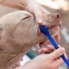 A escovação é importante para prevenir a periodontite em cães