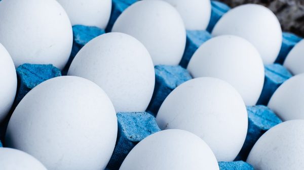 Ovos frescos: veja dicas para escolher e armazenar melhor o alimento