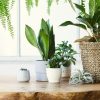 5 plantas que protegem a casa e atraem boas energias