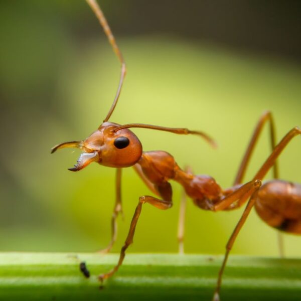 Especialista explica como lidar com as formigas e evitar que elas se tornem um problema
