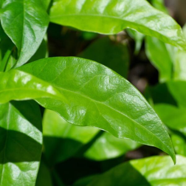 A ora-pro-nóbis é uma planta comestível com várias propriedades medicinais, que trazem vários benefícios para a saúde