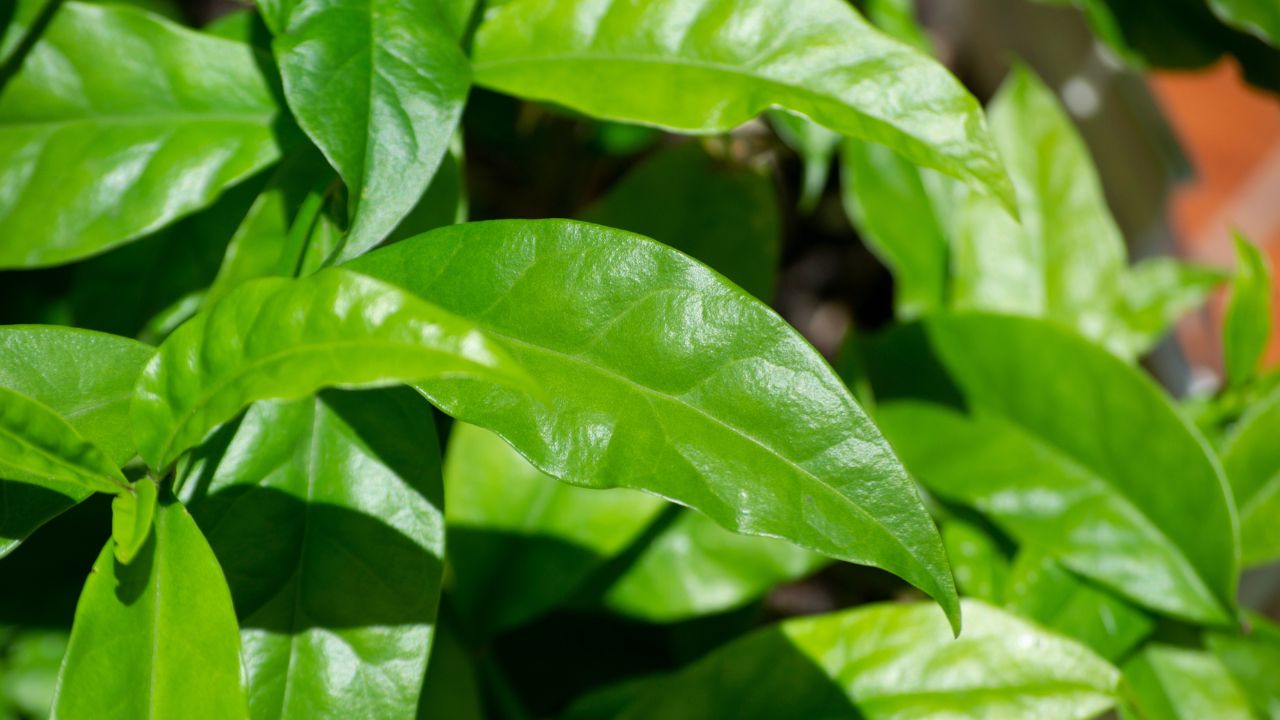 A ora-pro-nóbis é uma planta comestível com várias propriedades medicinais, que trazem vários benefícios para a saúde