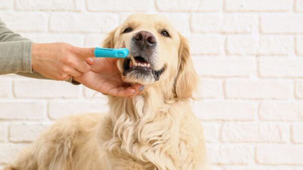 Entenda como cuidar da saúde bucal dos pets