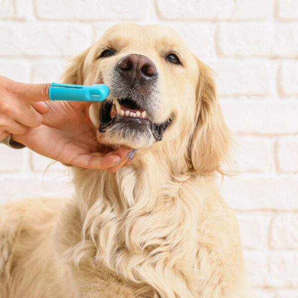 Entenda como cuidar da saúde bucal dos pets