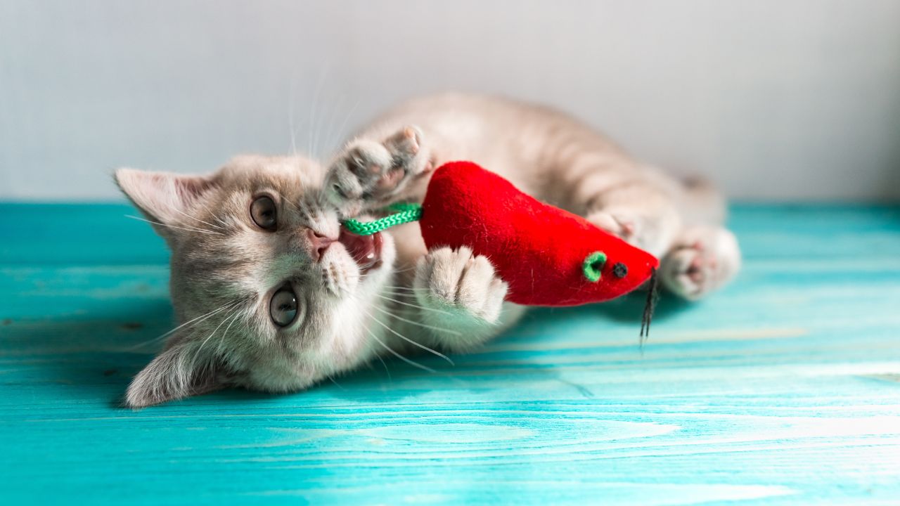 Veja alguns dos melhores brinquedos para gatos