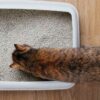 Escolher o melhor tipo de areia para o gato é fundamental para garantir o seu bem-estar e conforto, além de facilitar a limpeza e manutenção