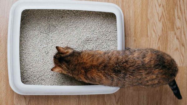 Escolher o melhor tipo de areia para o gato é fundamental para garantir o seu bem-estar e conforto, além de facilitar a limpeza e manutenção
