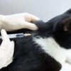 Médica-veterinária respondeu questões sobre o tema para que os tutores possam manter a imunização dos animais em dia