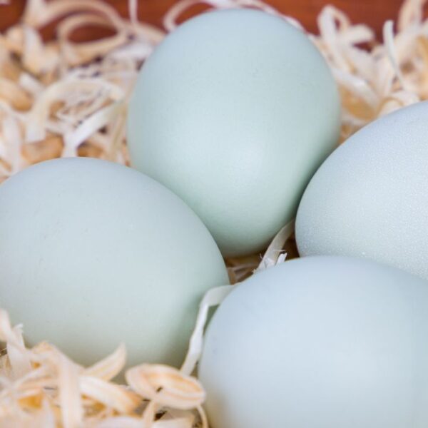 Confira como usar os ovos para fazer simpatias poderosas no amor e conquistar a pessoa amada!