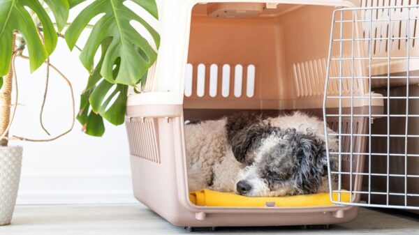 Vai viajar ou levar o pet no veterinário? Confira os cuidados necessários para realizar o transporte do seu animal com mais conforto e segurança