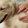 Médica-veterinária explica quais problemas podem atingir a pele dos cães e o que fazer para proteger o seu animal