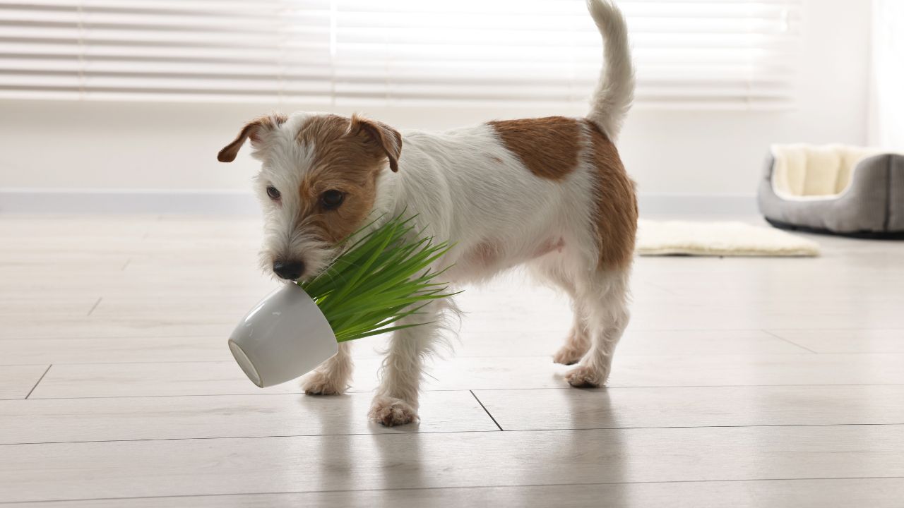 Descubra quais as plantas nocivas para pets