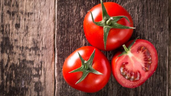 Entenda as diferenças entre os tipos de tomate
